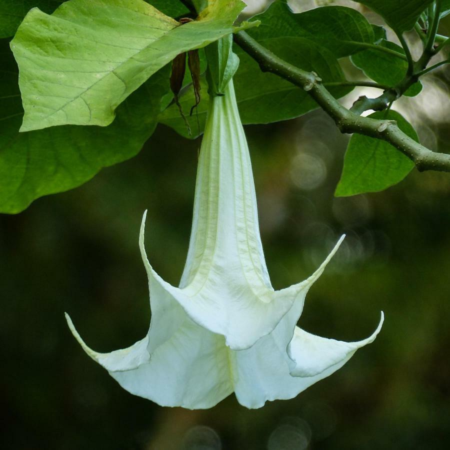 Bungalow La Datura エル・パソ エクステリア 写真